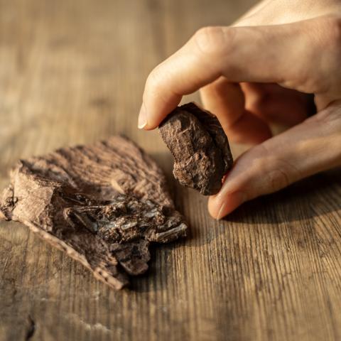 Two small reddish-brown stones – fossilised (un)digested remains of vertebrates Two small reddish-brown stones – fossilised (un)digested remains of vertebrates