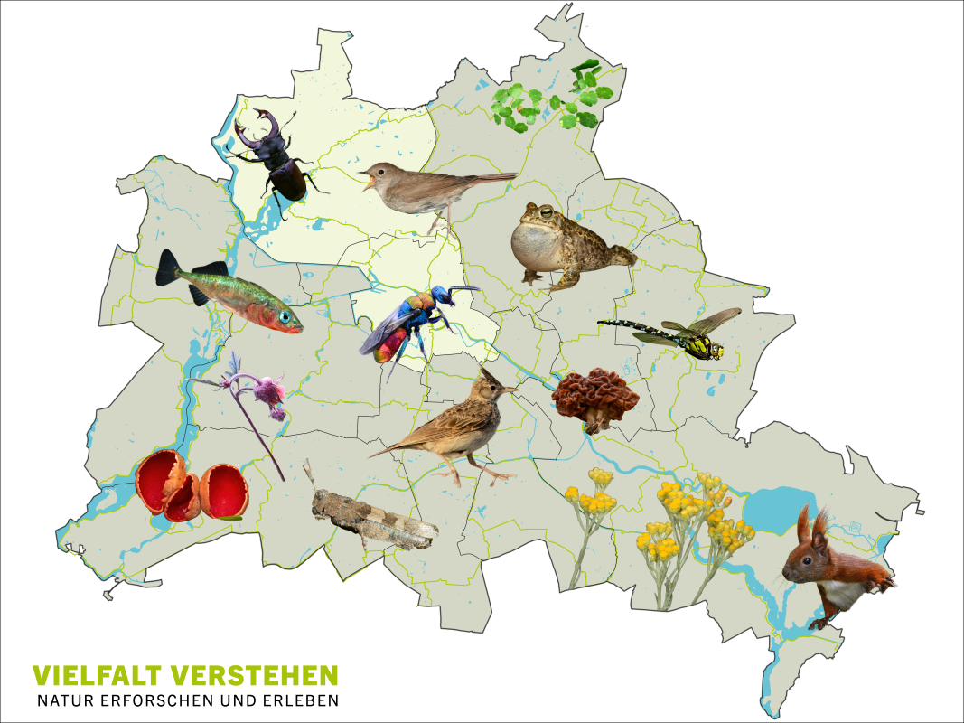 Karte von Berlin mit ausgewählten Lebewesen und einer Hervorhebung der Bezirke Mitte und Reinickendorf