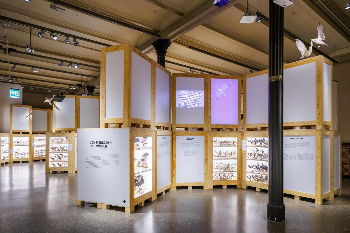 Transportboxen, gefüllt mit Vogelpräparaten, stehen in einem Ausstellungssaal. 