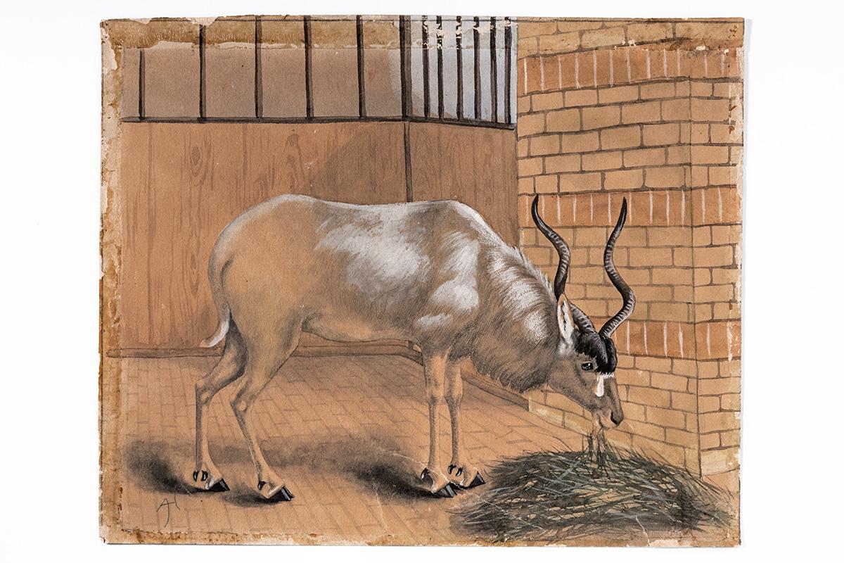 Undatierte Illustration einer Mendesantilope von Anna Held (1859–1898), Carola Radke MfN