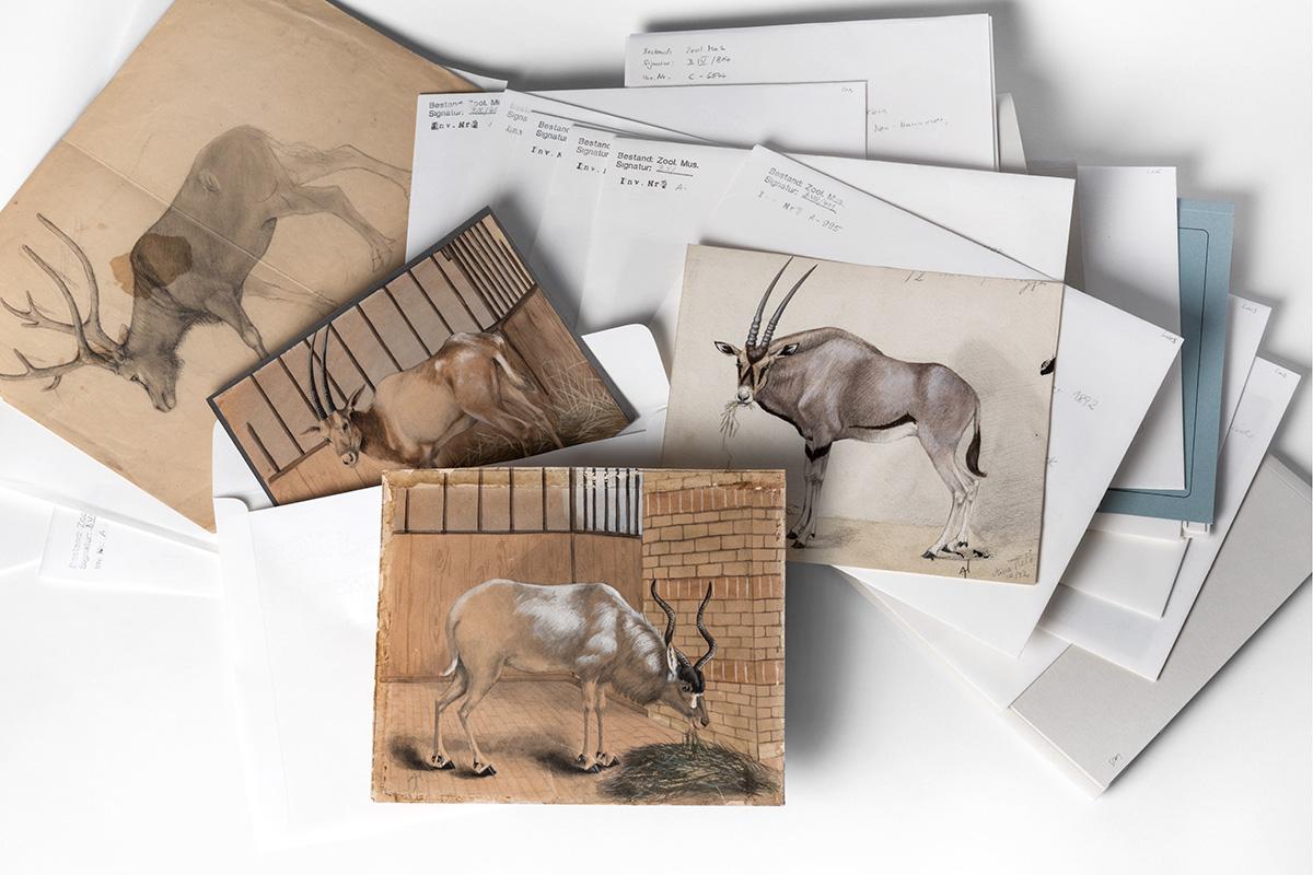 Archivansicht Antilopen-Zeichnungen von Anna Held (1859–1898), Carola Radke MfN