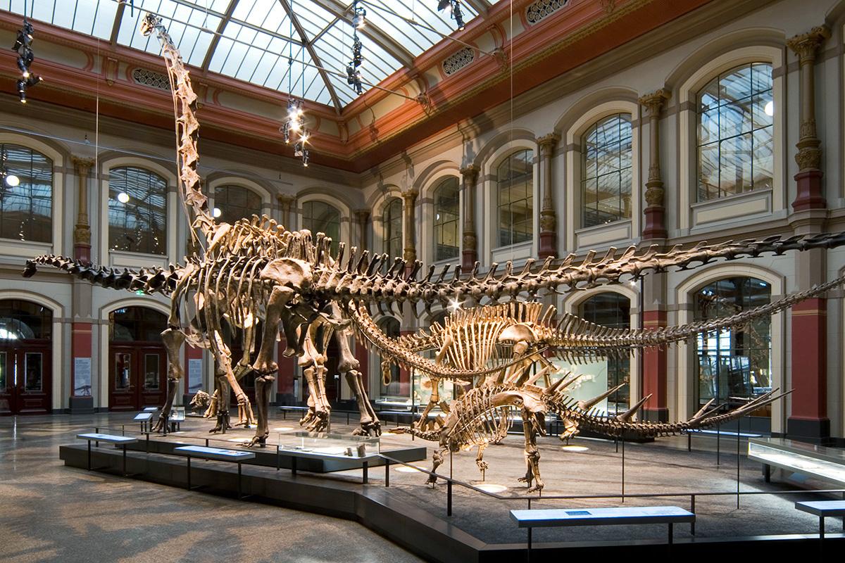 Gewoon Er is een trend Inschrijven The World of Dinosaurs | Museum für Naturkunde