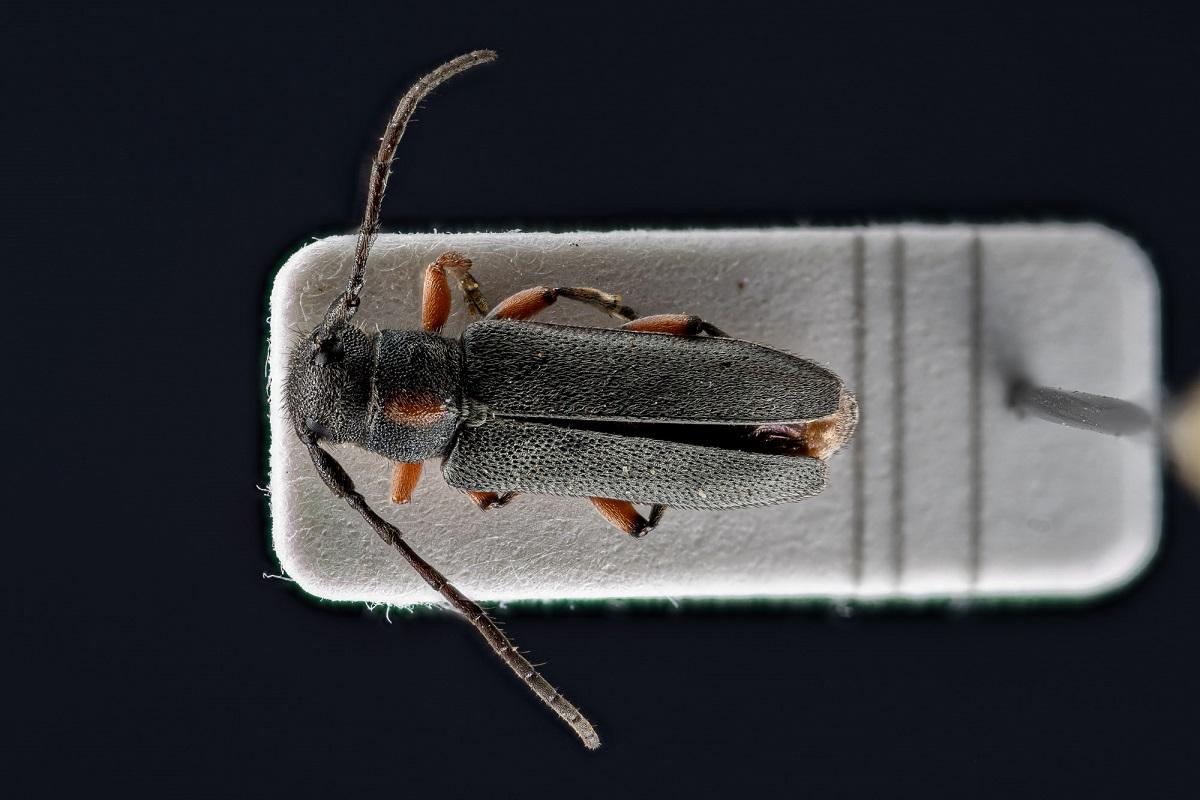Insektenportrait des MfN genannt Phytoecia pustulata auch genannt Schafgarben-Böckchen