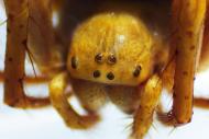 Eyes of the cucumber spider, Araniella cucurbitina