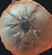 Image of Douglassarachne acanthopoda 